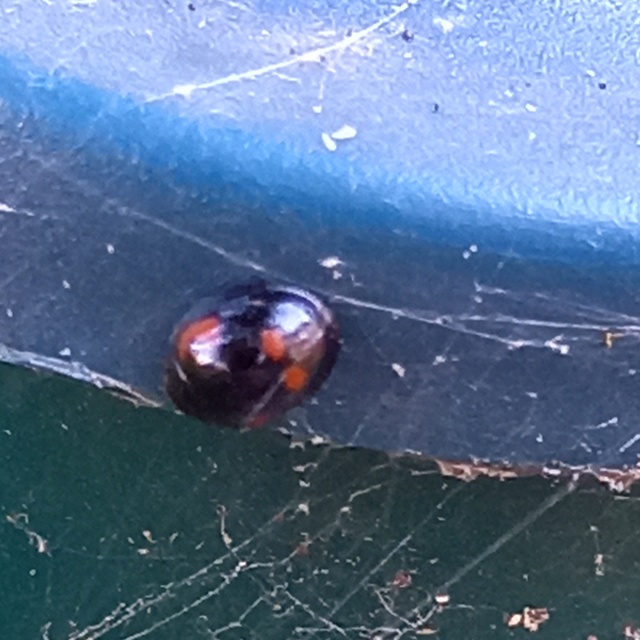 Exochomus quadripustulatus - négyfoltos szerecsenkata