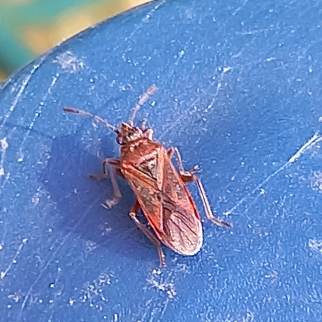 Arocatus longiceps - platánbodobács