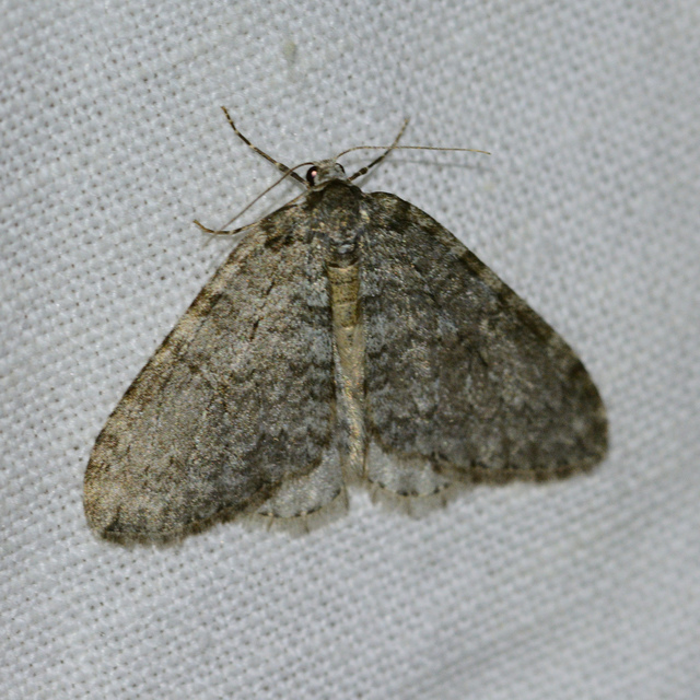 Epirrita christyi/dilutata