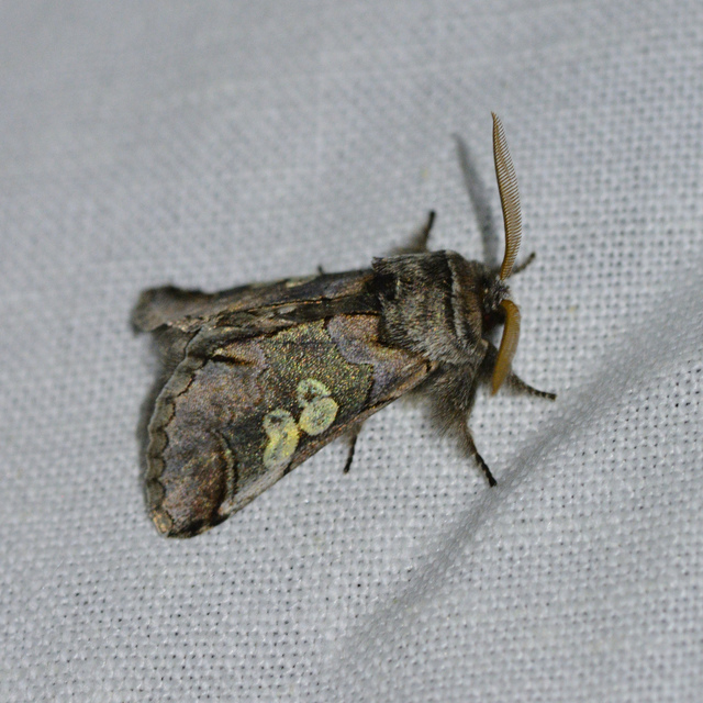 Diloba caeruleocephala - őszi kékesbagoly