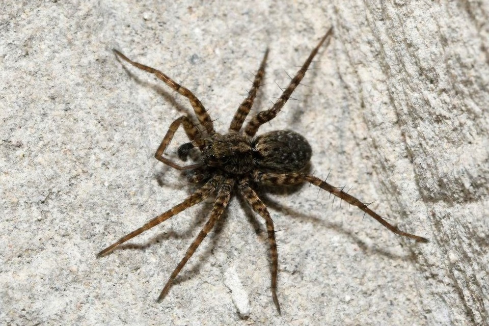 Pardosa