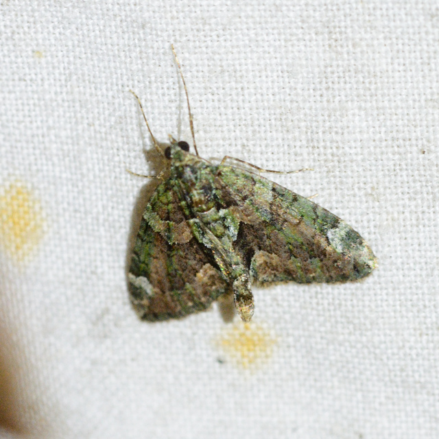 Chloroclysta siterata - salátazöld araszoló