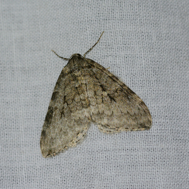 Epirrita christyi/dilutata