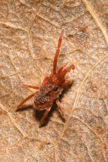 Trombidiidae