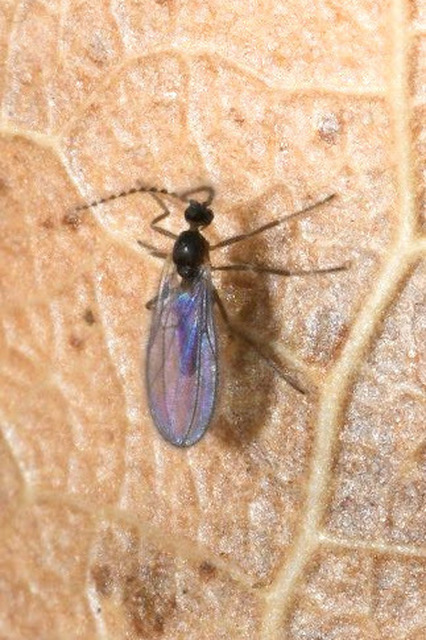 Cecidomyiidae - gubacsszúnyogok