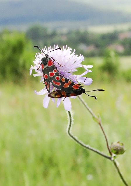 Zygaena carniolica - fehérgyűrűs csüngőlepke