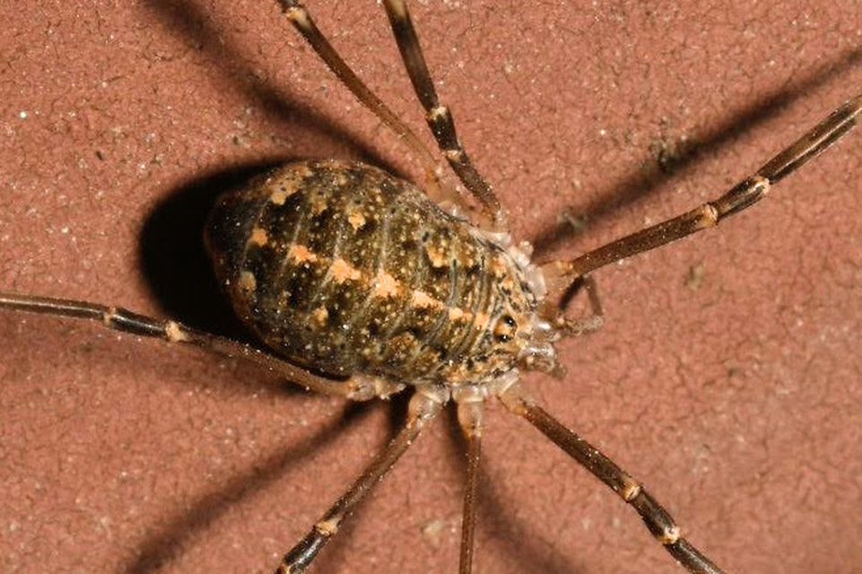 Opilio saxatilis