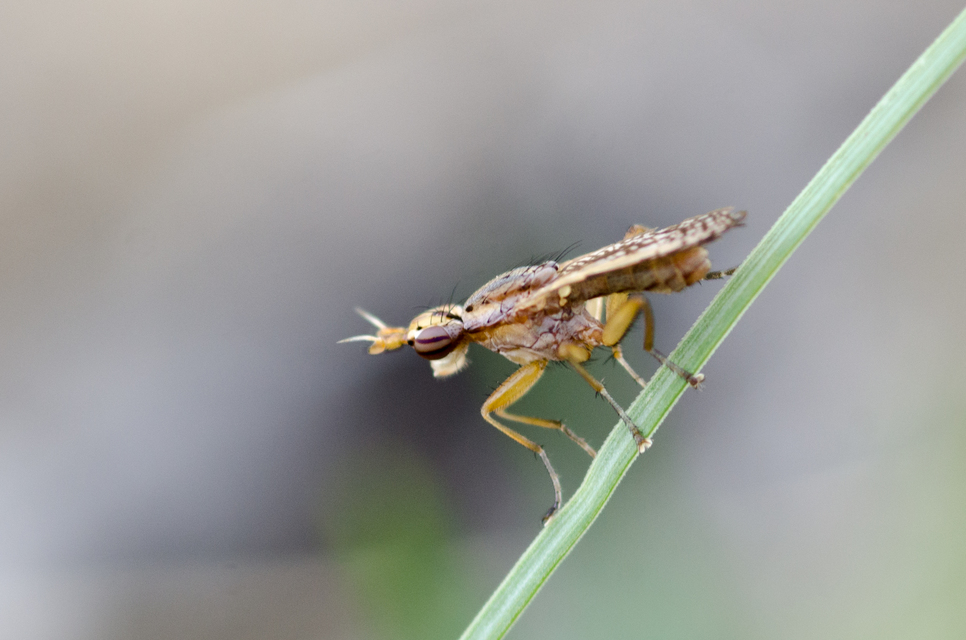 Sciomyzidae - szarvaslégyfélék