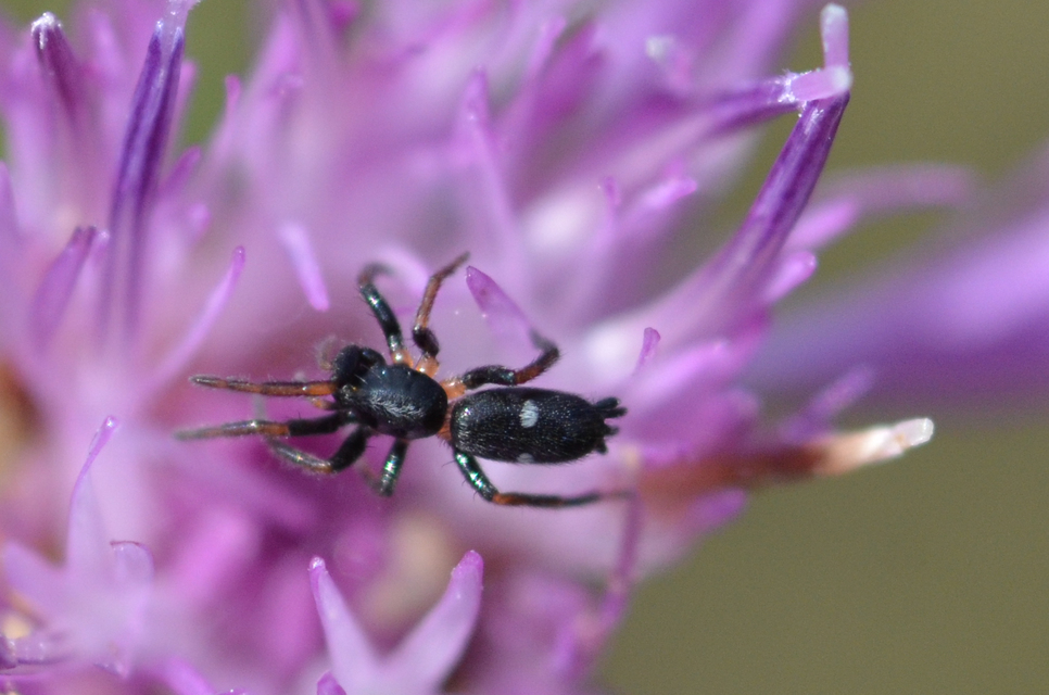 Aphantaulax cincta/trifasciata