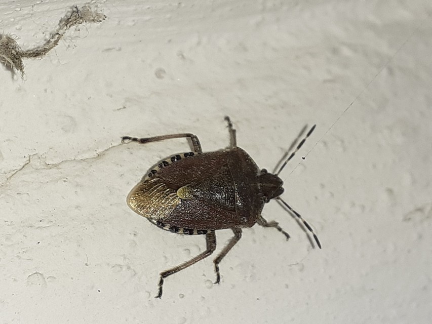 Dolycoris baccarum - közönséges bogyómászó-poloska Dolycoris baccarum - közönséges bogyómászó-poloska