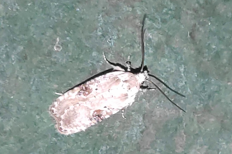 Agonopterix alstromeriana - bürök-laposmoly