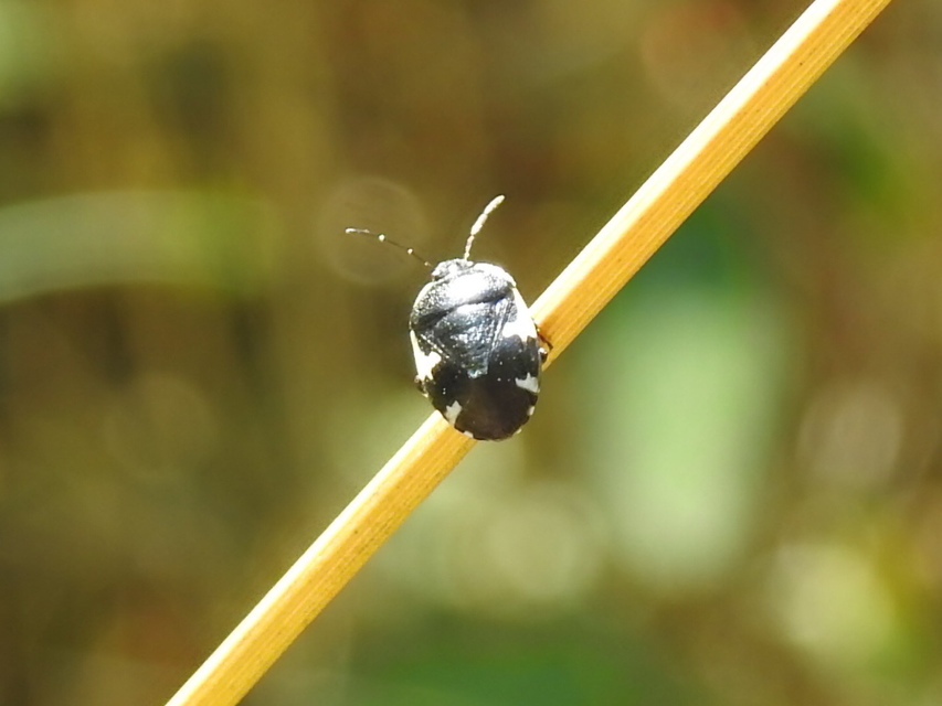 Tritomegas sexmaculatus - hatfoltos földipoloska