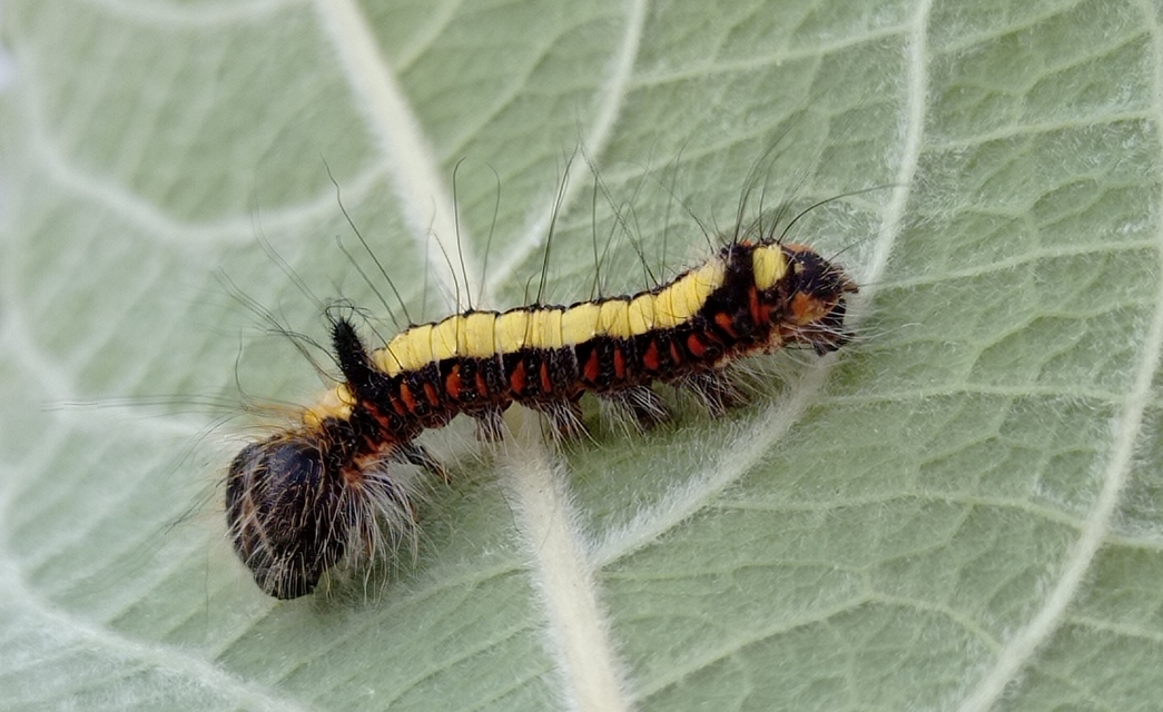 Acronicta psi - pszi-betűs szigonyosbagoly