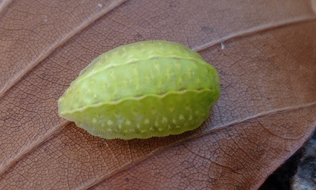 Apoda limacodes - kagylólepke