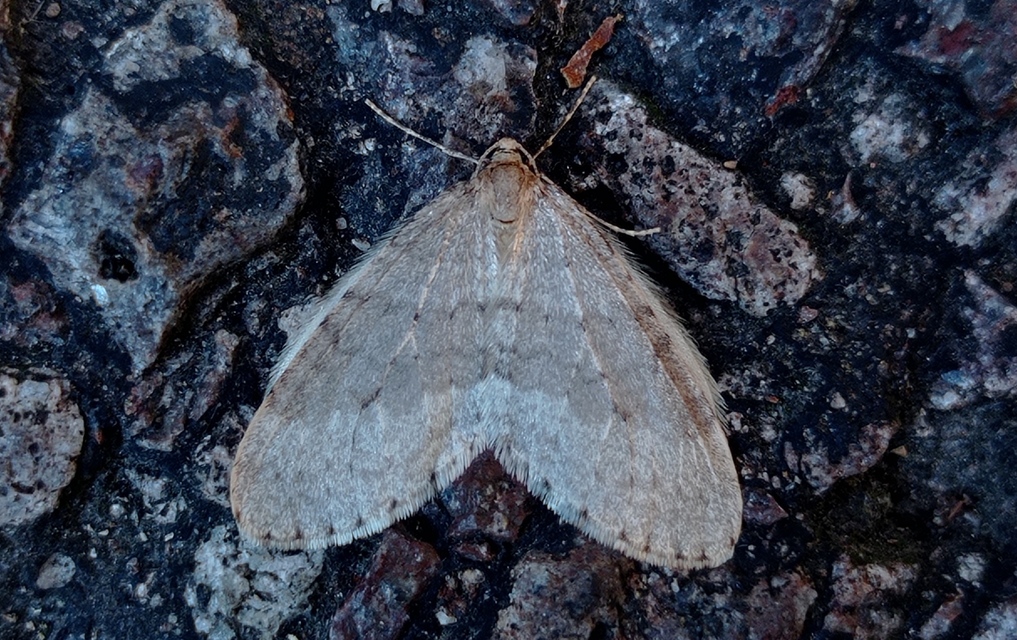 Operophtera brumata - kis téliaraszoló