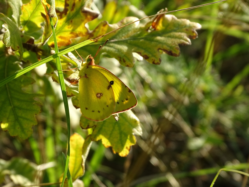 Colias erate - csángó-kéneslepke