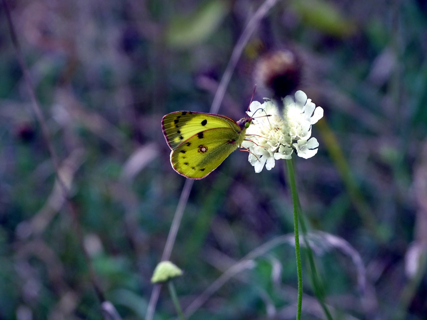 Colias alfacariensis - déli kéneslepke