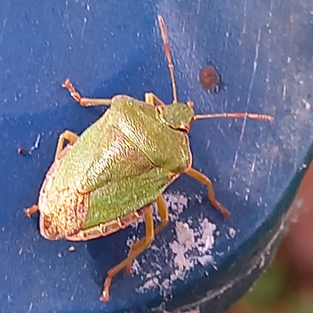 Palomena prasina - zöld bogyómászó-poloska Palomena prasina - zöld bogyómászó-poloska