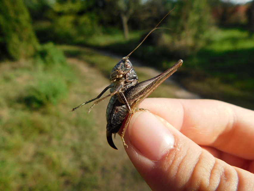 Platycleis grisea - szürke rétiszöcske