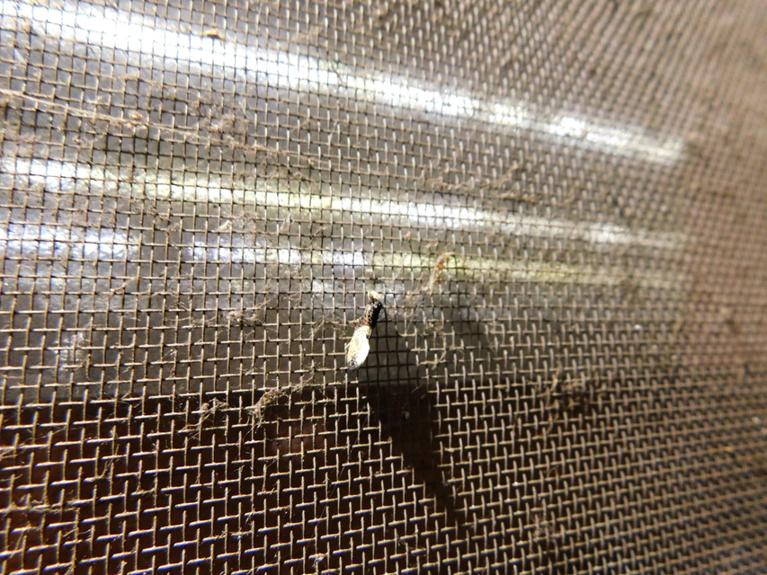 Trichophaga tapetzella - takácsmoly