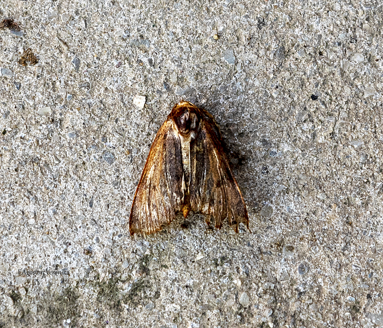 Agrochola