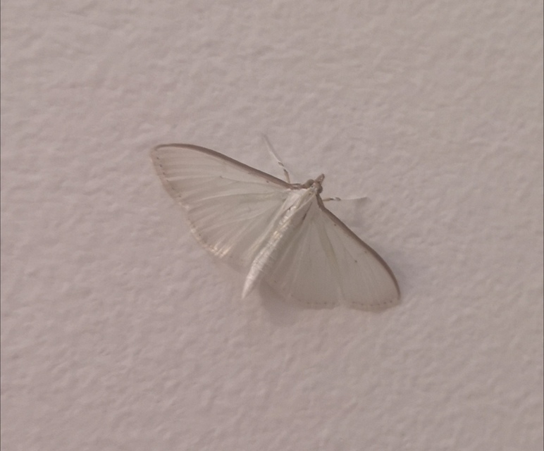 Palpita vitrealis - hófehér tűzmoly