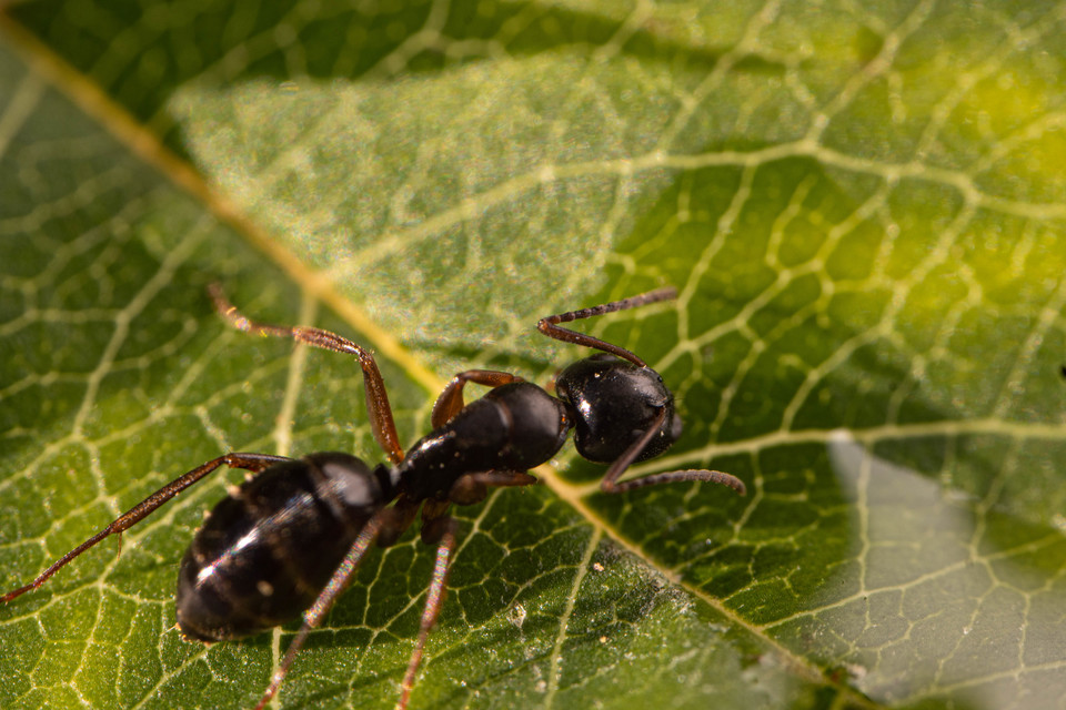 Camponotus fallax - ligeti lóhangya