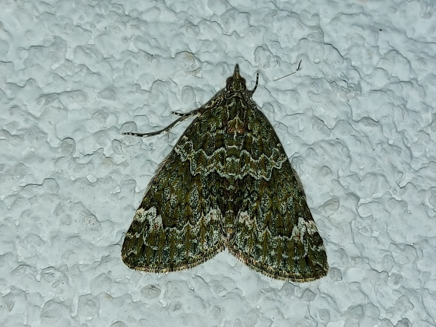 Chloroclysta