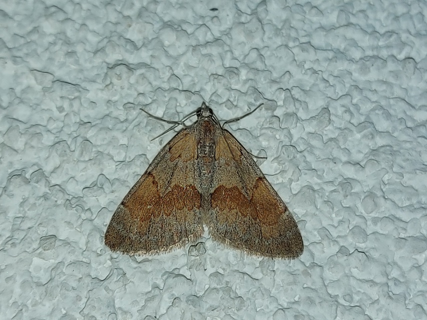 Pennithera firmata - sárgásvörös fenyőaraszoló