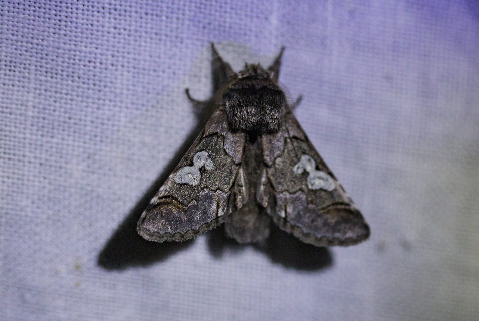 Diloba caeruleocephala - őszi kékesbagoly