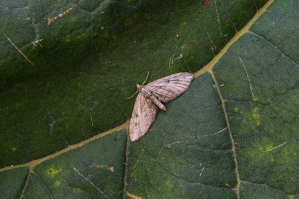Eupithecia ericeata - feketefenyő-törpearaszoló