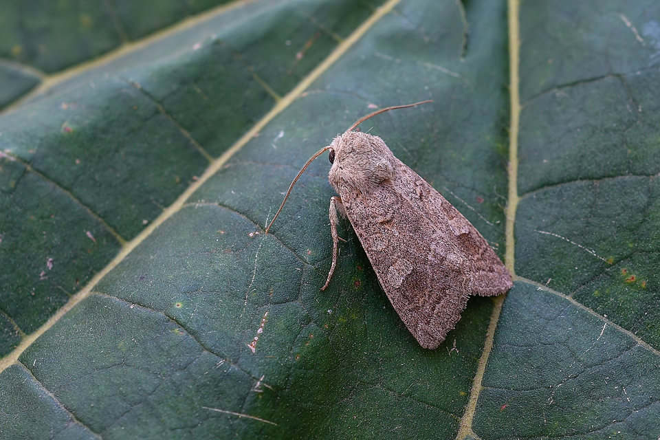 Ammoconia caecimacula - szürke őszibagoly