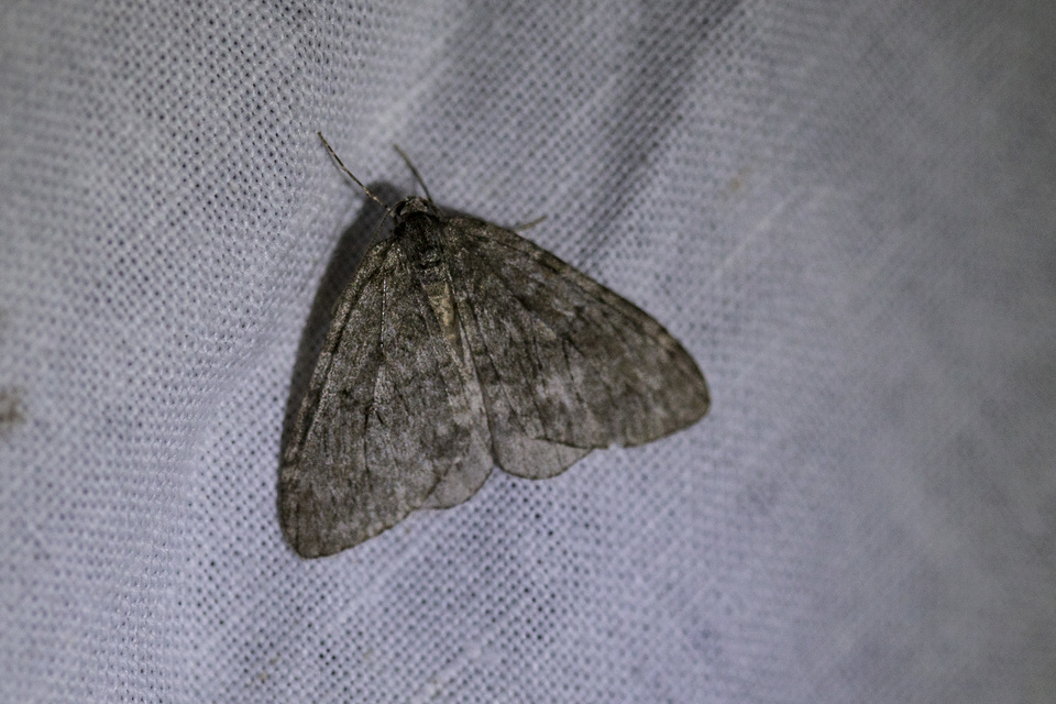 Epirrita christyi/dilutata