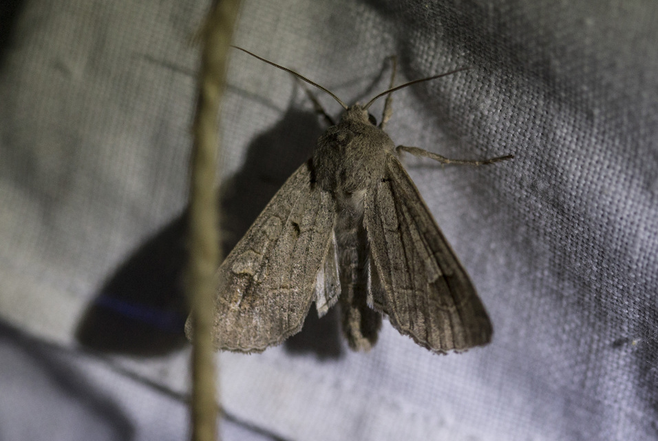 Ammoconia caecimacula - szürke őszibagoly