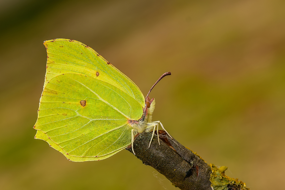 Gonepteryx rhamni - citromlepke