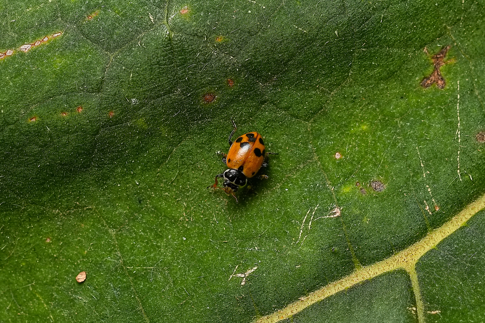 Hippodamia variegata - tizenhárompettyes katica