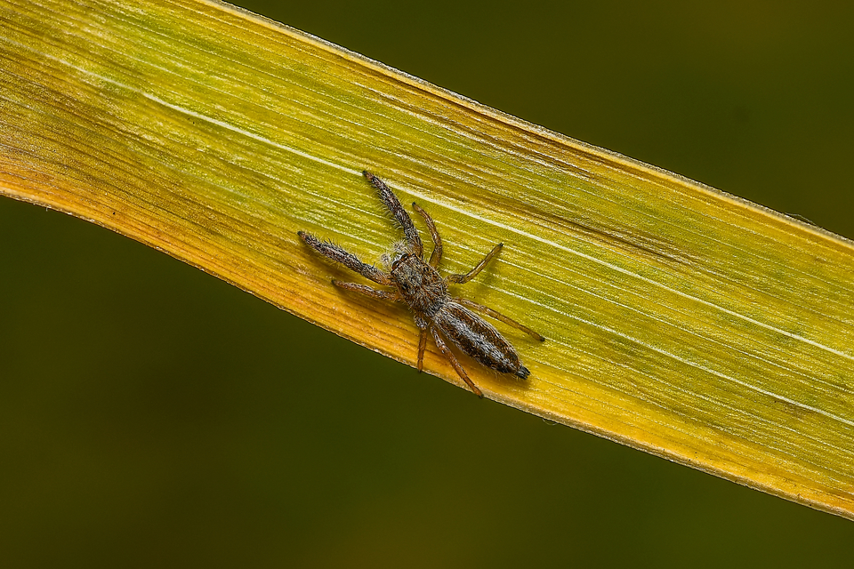 Mendoza canestrinii - mediterrán nádiugrópók