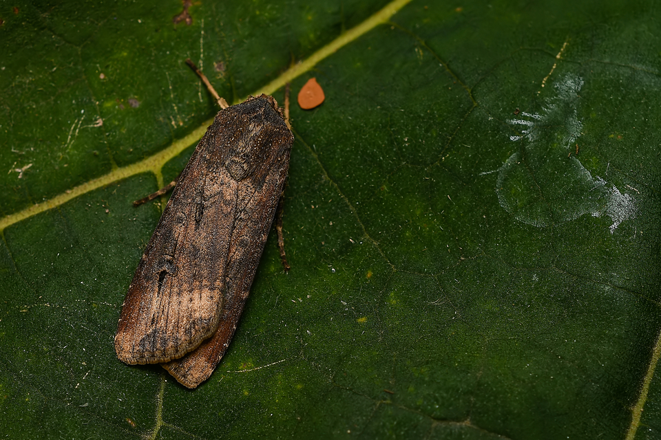 Agrotis ipsilon - nagy földibagoly