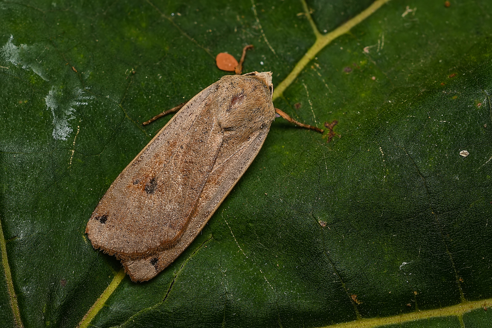 Noctua pronuba - nagy sárgafűbagoly
