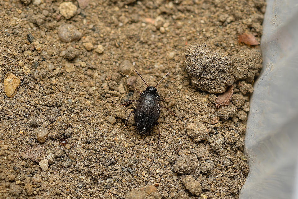 Leiodidae - pecebogárfélék Leiodidae - pecebogárfélék