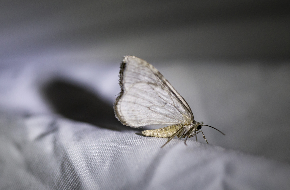 Epirrita
