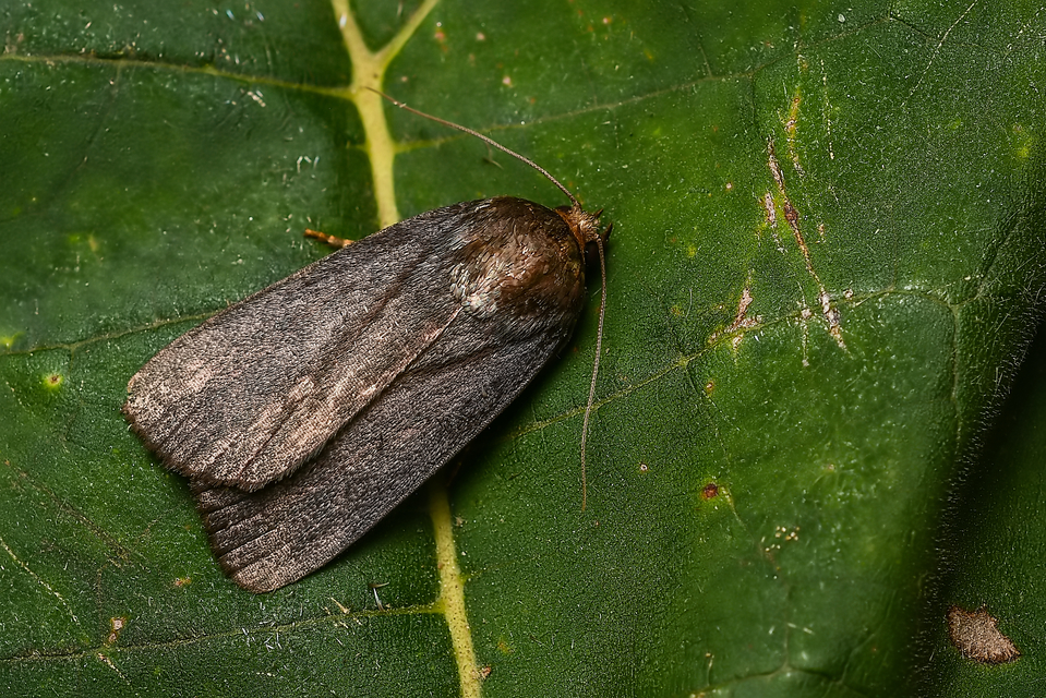 Amphipyra livida - zsírfényű bagoly