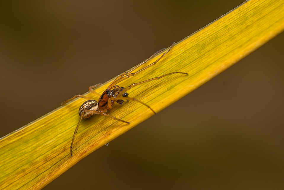 Pachygnatha clercki