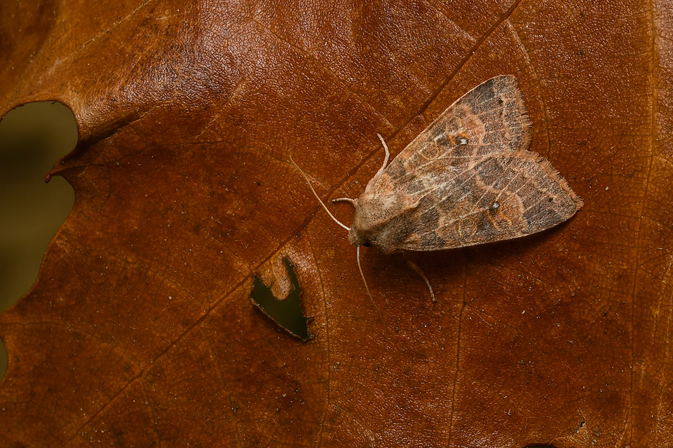 Cirrhia ocellaris - fakó sárgabagoly