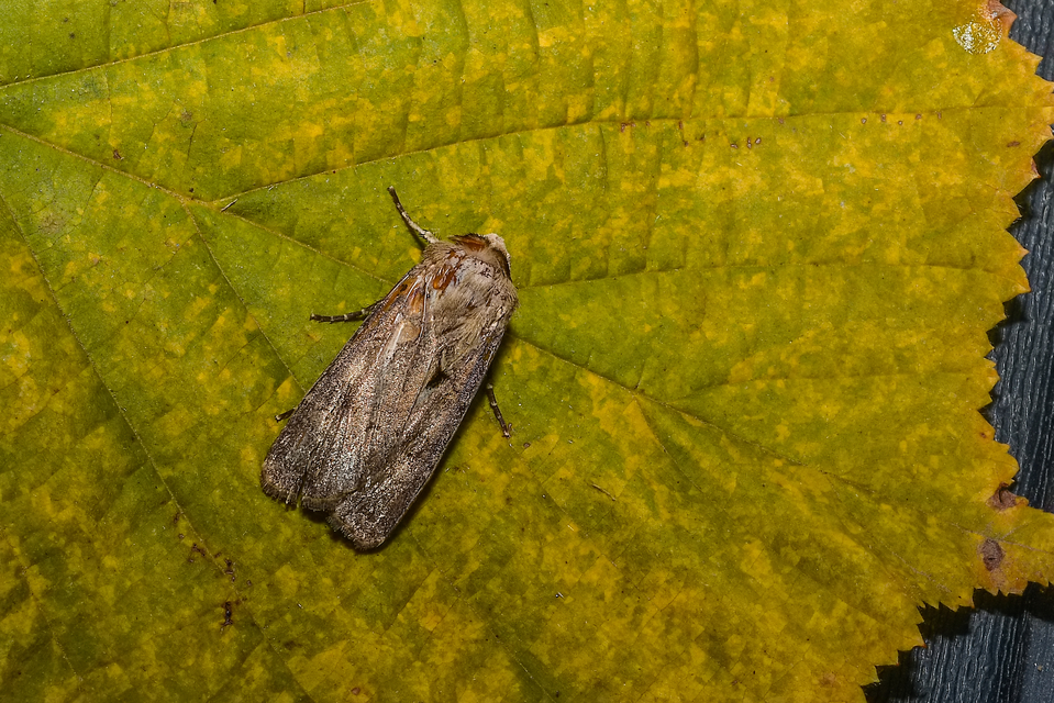 Agrotis exclamationis - felkiáltójeles földibagoly