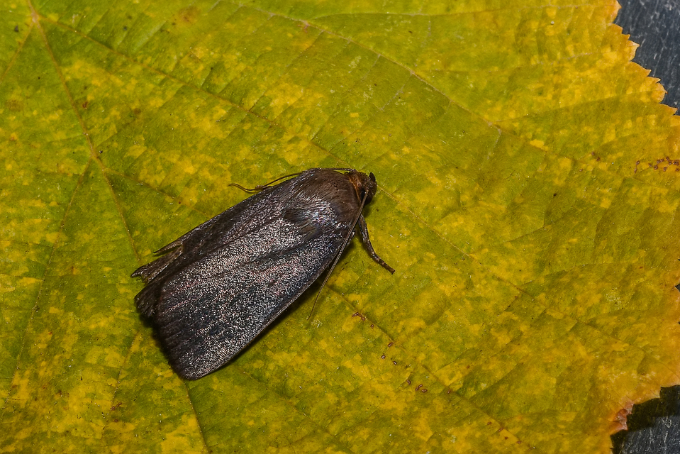 Amphipyra livida - zsírfényű bagoly
