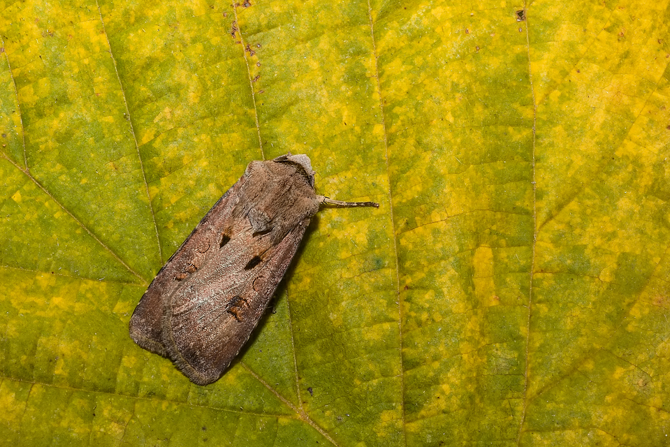 Agrotis exclamationis - felkiáltójeles földibagoly