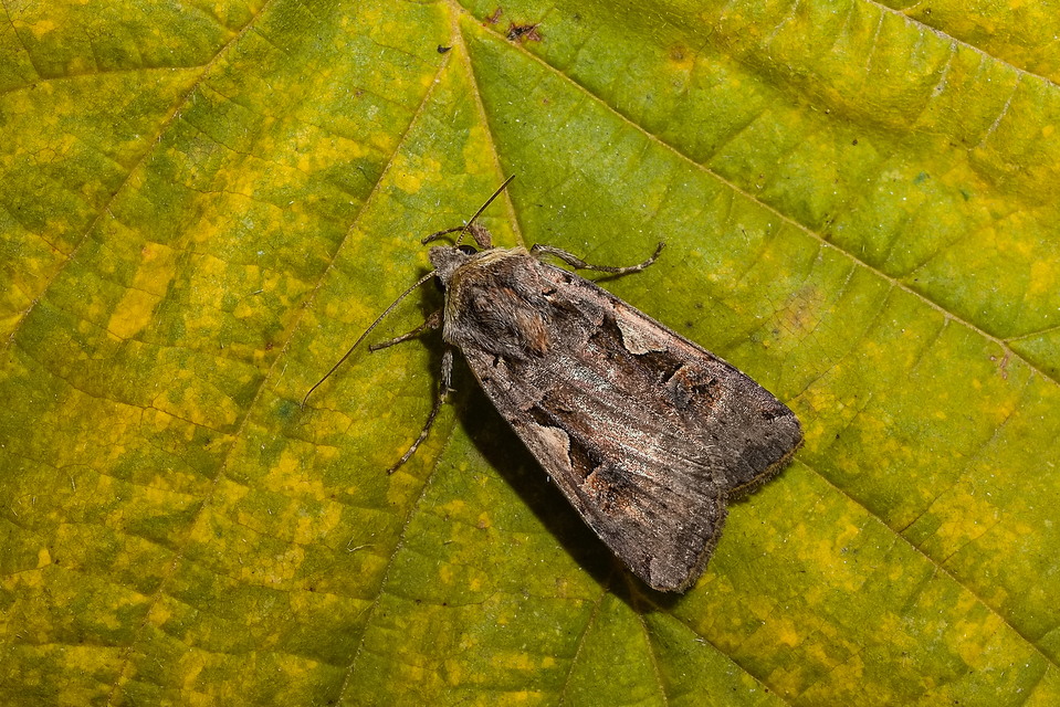 Xestia c-nigrum - c-betűs fűbagoly