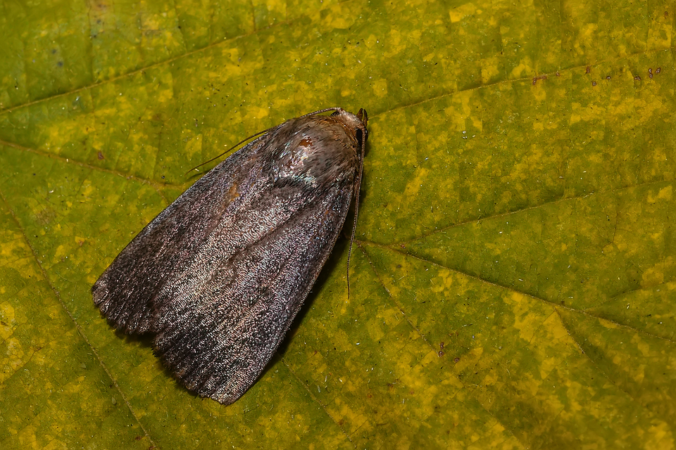 Amphipyra livida - zsírfényű bagoly