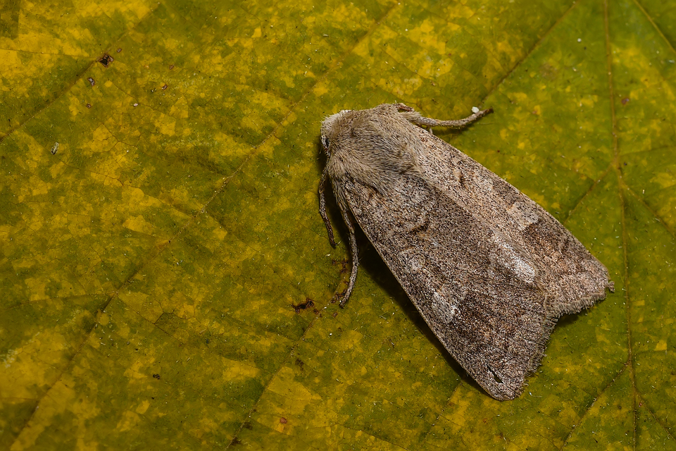 Ammoconia caecimacula - szürke őszibagoly